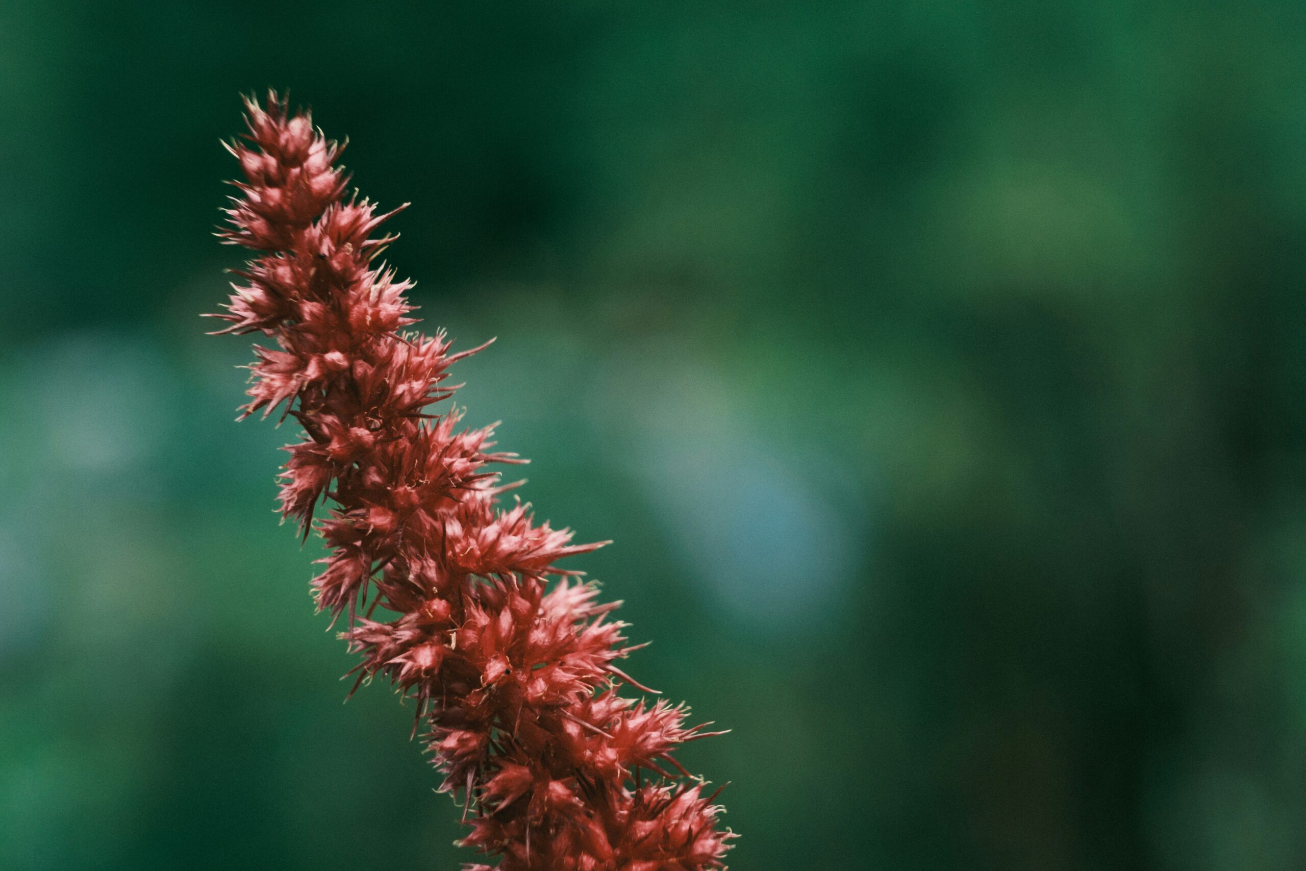 Amaranth: What Is, Uses, Benefits, Content, and Safety