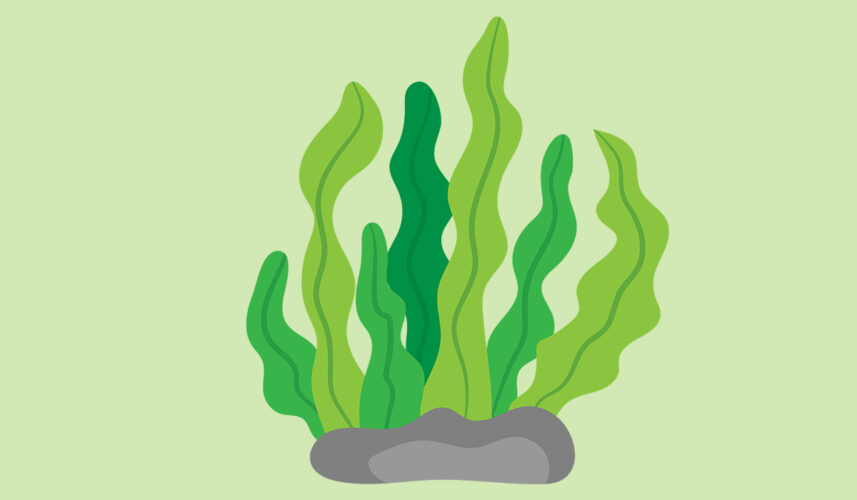 Seaweed: What Is, Uses, Benefits, Content, and Safety